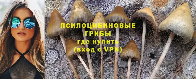 Галлюциногенные грибы Magic Shrooms  наркошоп  Курлово 